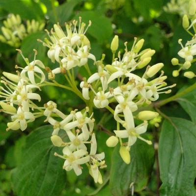 Cornouiller sanguin - Cornus sanguinea