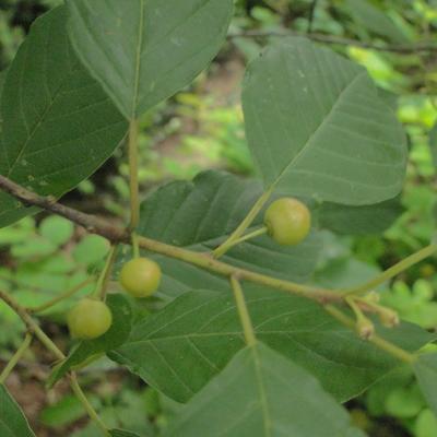 Bourdaine - Frangula alnus