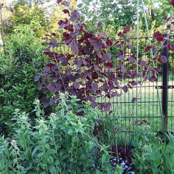 Corylus avellana 'Rode Zellernoot'