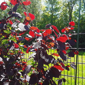 Corylus avellana 'Rode Zellernoot'