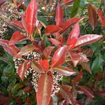 Photinia x fraseri ‘Camilvy’ - Photinia x fraseri ‘Camilvy’