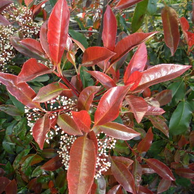 Photinia x fraseri ‘Camilvy’ - 