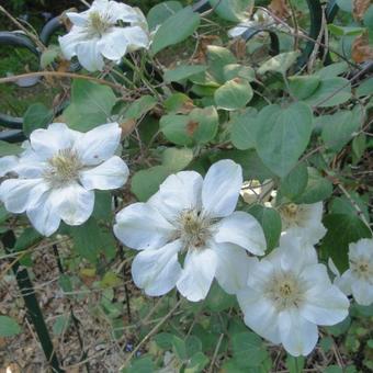 Clematis 'Madame Le Coultre'