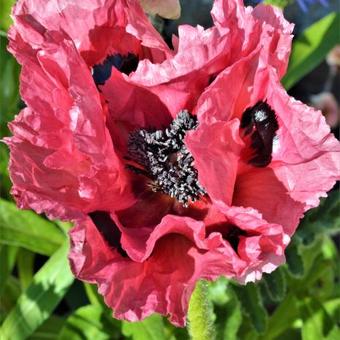 Papaver orientale  'Patty's Plum'