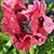 Papaver orientale  'Patty's Plum'