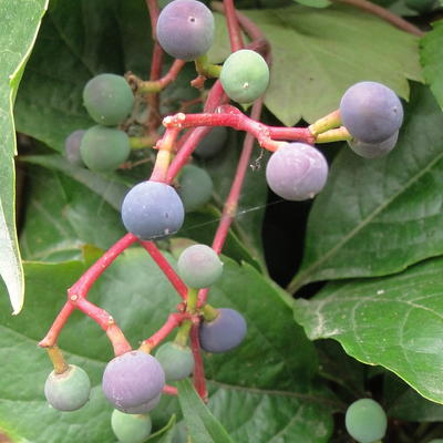 VIGNE VIERGE DE VIRGINIE, VIGNE VIERGE VRAIE - Parthenocissus quinquefolia