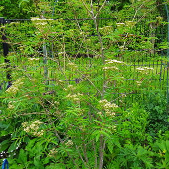 Sorbus commixta 'Carmencita'