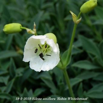 Silene uniflora 'Weisskehlchen'