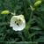 Silene uniflora 'Weisskehlchen'