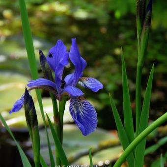 Iris sibirica