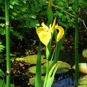 Iris pseudacorus