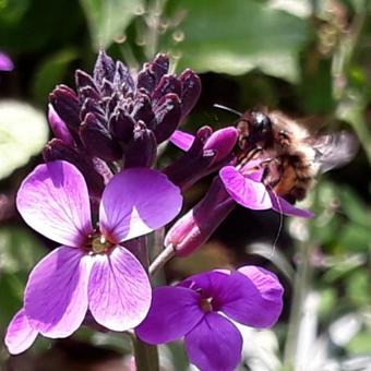 Erysimum 'Bowles Mauve'