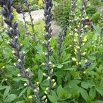 Baptisia australis 'DECADENCE Lemon Meringue' - Baptisia australis 'DECADENCE Lemon Meringue'