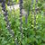 Baptisia australis 'DECADENCE Lemon Meringue'