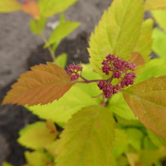 Spiraea japonica 'Tracy'