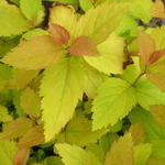 Spiraea japonica 'Tracy' - 