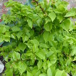 Tilia cordata 'Lico' - 