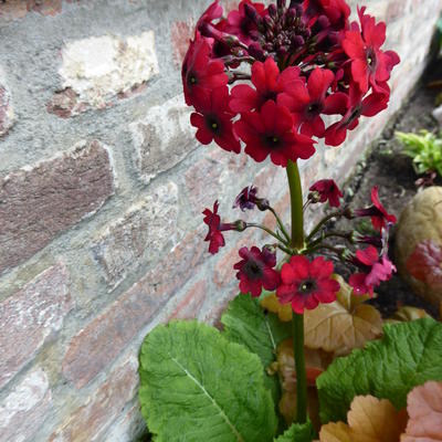 Primula japonica 'Miller's Crimson' - Primula japonica 'Miller's Crimson'