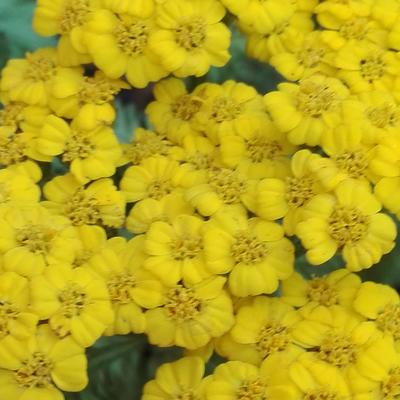 Gelbe Schafgarbe - Achillea tomentosa