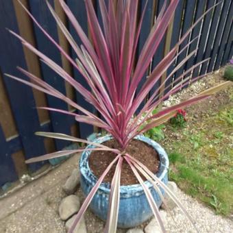 Cordyline australis 'Purpurea'