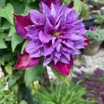 Clematis ‘Temptation’