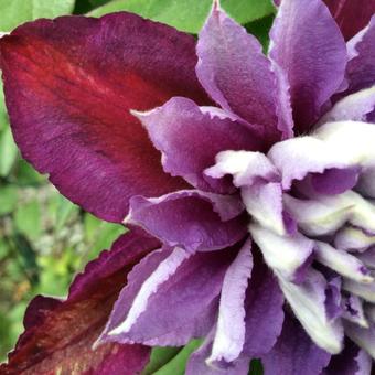 Clematis ‘Temptation’