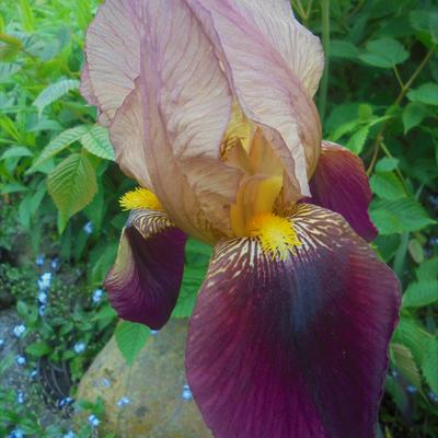 Iris germanica 'Indian Chief' - 