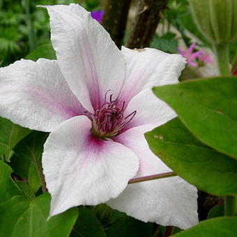 Clematis 'Pink Fantasy'