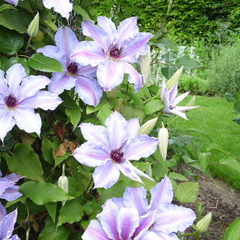 Clematis 'The First Lady'