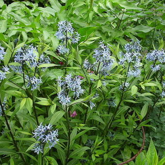 Amsonia tabernaemontana