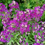 Lobularia 'AWESOME Bordeaux' - 