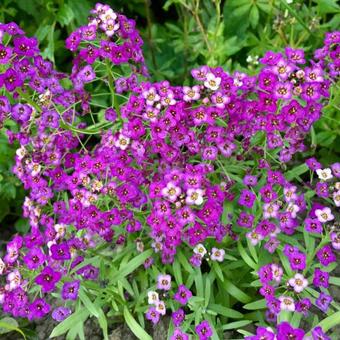 Lobularia 'AWESOME Bordeaux'