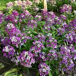 Lobularia 'Deep Lavender STREAM' - 