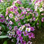 Lobularia 'Deep Lavender STREAM' - 