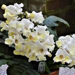 Streptocarpus 'Roma' - 