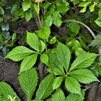 Rodgersia podophylla 'Saarbrücken'