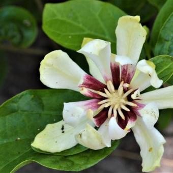 Calycanthus 'Venus'