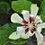 Calycanthus 'Venus'