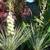 Yucca glauca