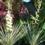 Yucca glauca - Blaugrüne Palmlilie