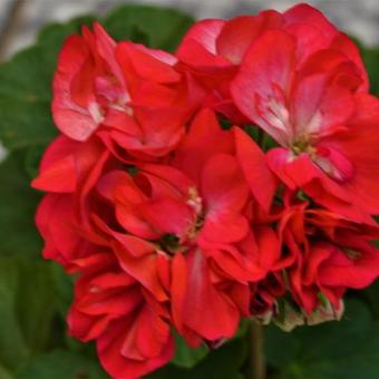 Pelargonium 'Baby Brocade'