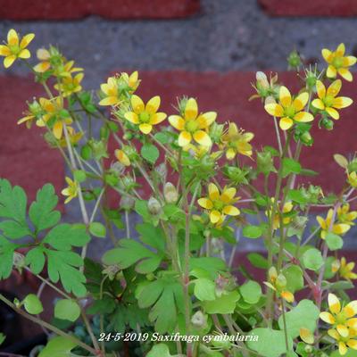 Saxifraga cymbalaria - 