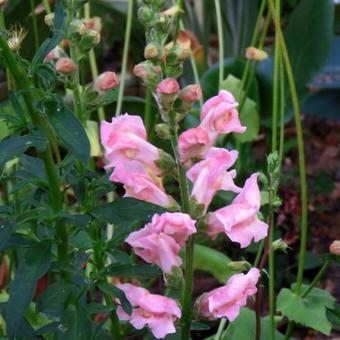 Antirrhinum