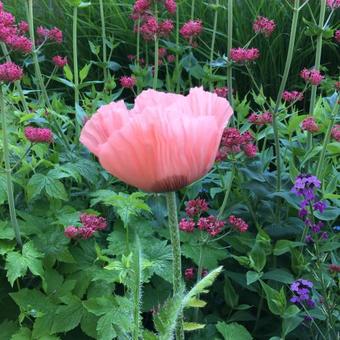 Papaver orientale 'Prinzessin Victoria Louise'