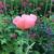 Papaver orientale 'Prinzessin Victoria Louise'