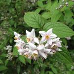 Viburnum x burkwoodii 'Mohawk' - 