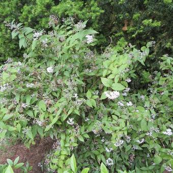 Viburnum x burkwoodii 'Mohawk'