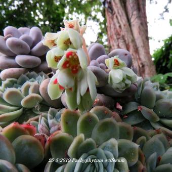 Pachyphytum oviferum