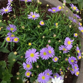 Brachyscome angustifolia 'Billabong Mauve Delight'