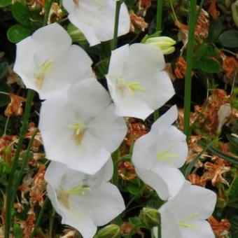 Campanula persicifolia 'Alba'